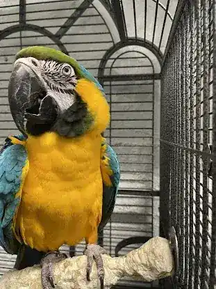 BIRDS FOR YOU