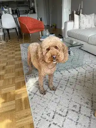 Biscuits & Bath - Yorkville
