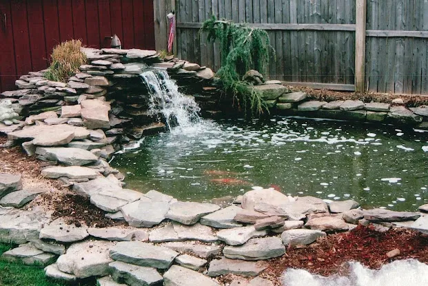 Blackfeld Koi Pond Maintenance