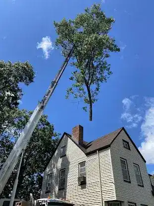 Blue Ox Tree Experts LLC