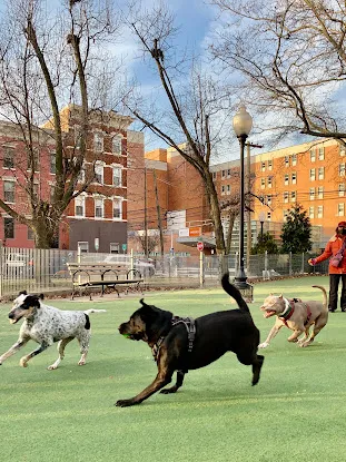Bobby's Dog Walking Service