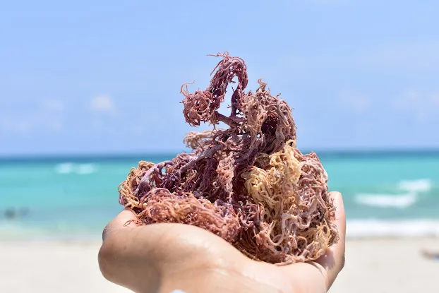Body Moss Sea Moss Shea Butter