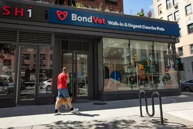 Bond Vet - Chelsea