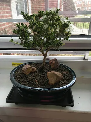 Bonsai Boy
