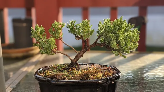 Bonsai of Brooklyn