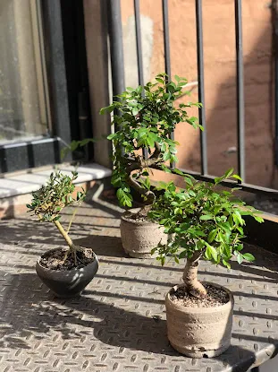Bonsai Shop by Dandy Farmer