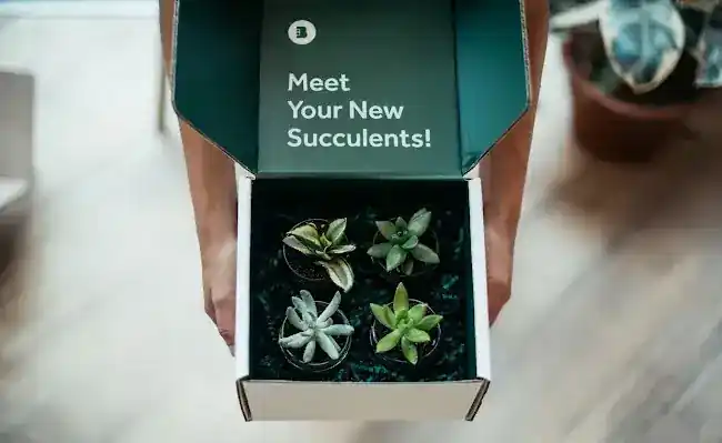 Botany Box