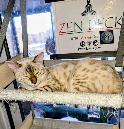 Bougie Bengal Kittens