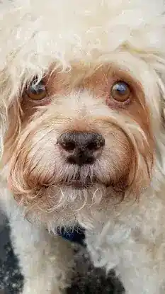 Bow Wow Boys Pet Specialists