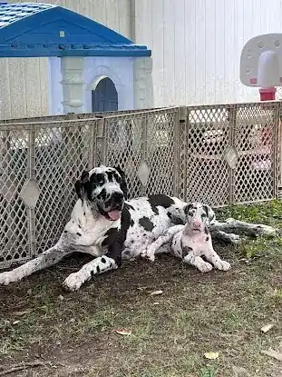 Brifford Great Danes NJ Puppies