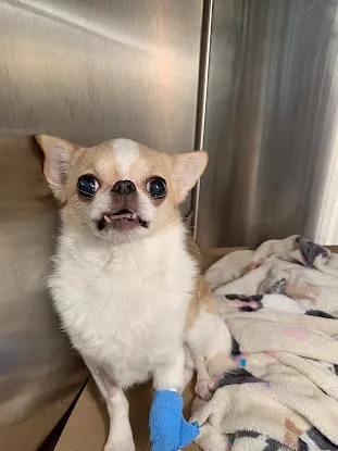 Brilliant Veterinary Care