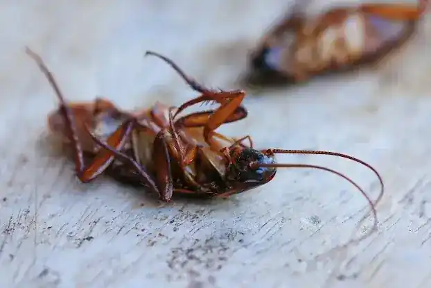 Brinavic Exterminating