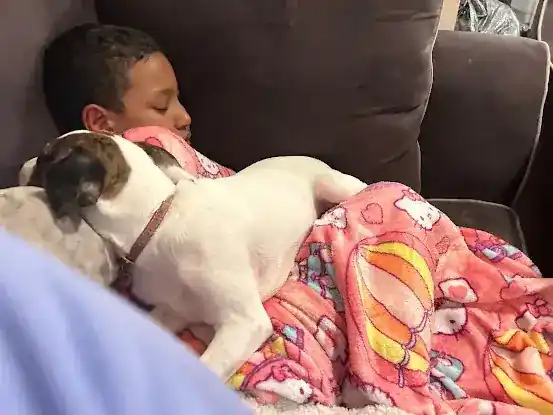 Brixies rescue inc