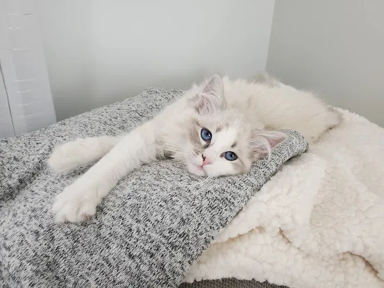 Broadway Ragdolls Cattery