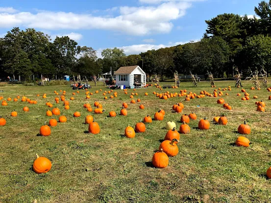Brookhollow's Barnyard