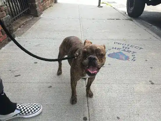 Brooklyn Bitches Dog Walking and Pet Sitting