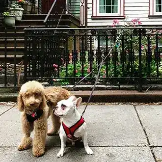 Brooklyn Dog Walk