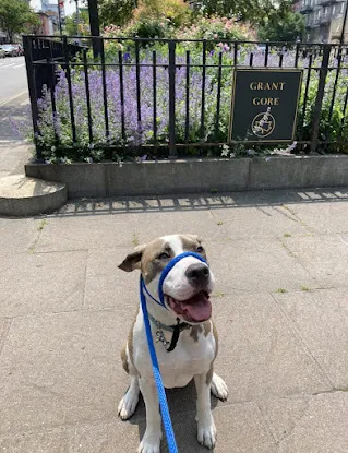 Brooklyn Family Dog walker