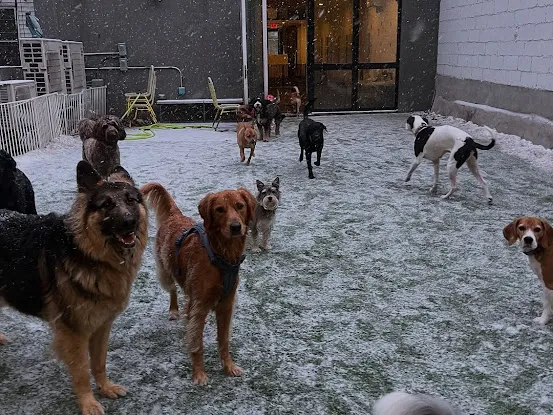Brooklyn Pawffice