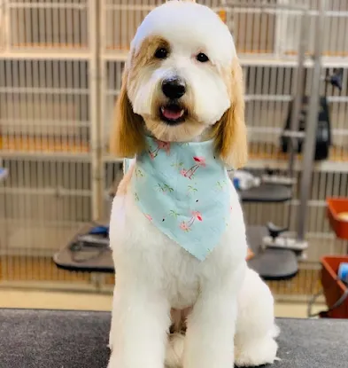 Brooklyn Pet Spa