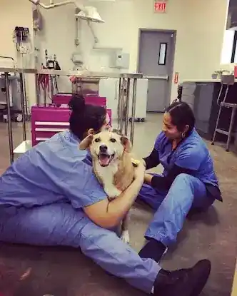 Brooklyn Roots Veterinary Hospital