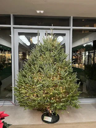 Brooklyn Tree Farm
