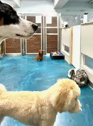 Buddy's Dog Den