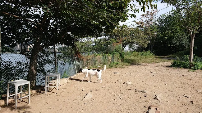 Bugsy's Dog Run