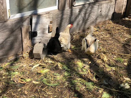 Bushwick City Farm