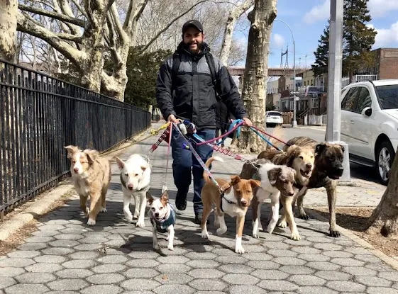Buster and Whiskers - Dog Walker Astoria