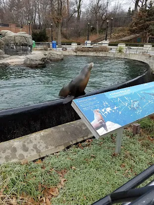 California Sea Lion Pool