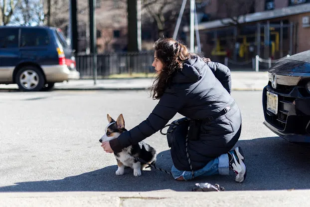 Calm Canine Academy - New York