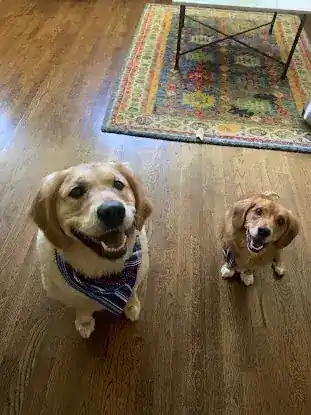 Canine Coaching