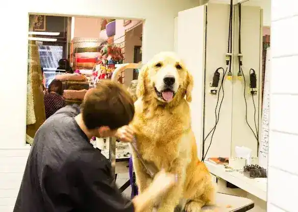 Canine Styles Uptown