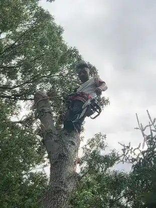 carlos express tree service LLC