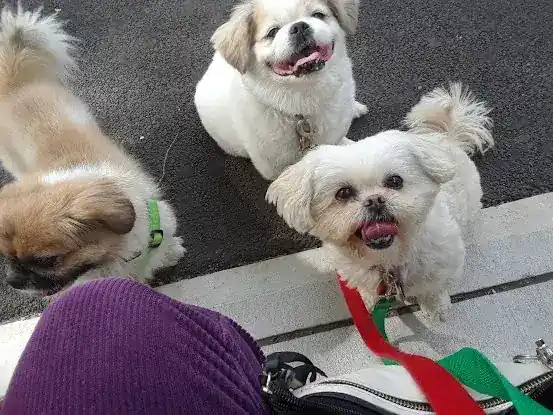 Carrie's Dog walking & Pet sitting