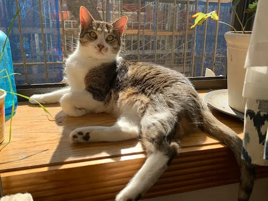 Cat Advocate l Feline Behavior Solutions