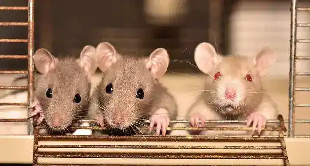 catchmousetrap
