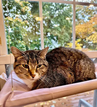 Catfé Montclair