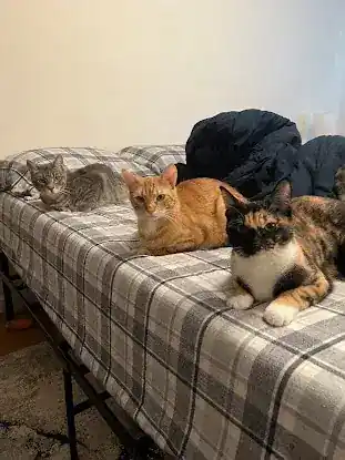 Catstoria