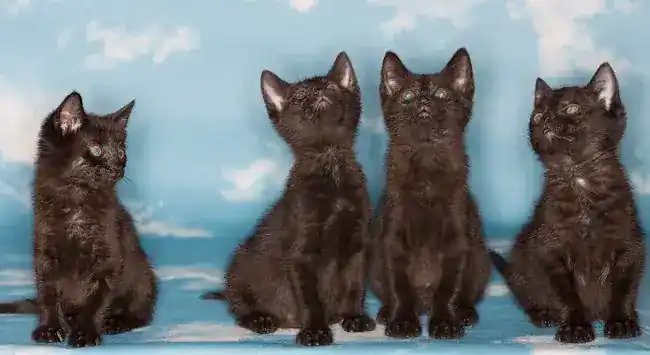 Cattitude Adjustment