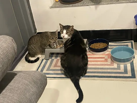 Cattitude Street Strutters Pet Care