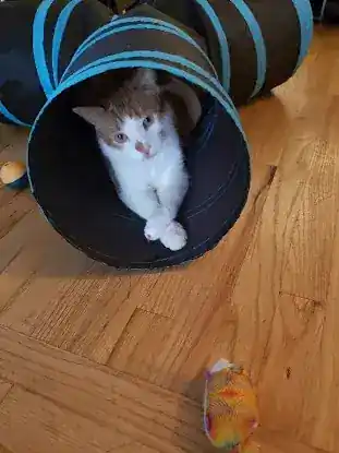CB's Pet Boarding & Sitting