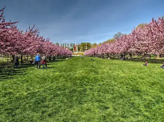 Cherry Esplanade