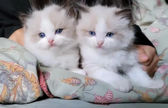 CiCi Ragdoll Kittens