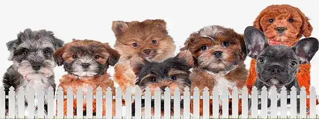 CITIPUPS DAYCARE