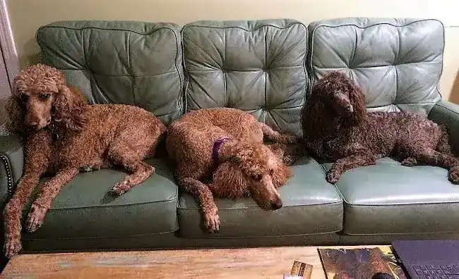 CITY LIGHTS STANDARD POODLES