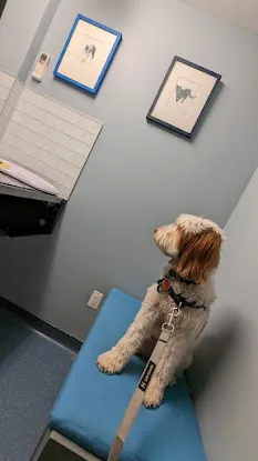 City Veterinary Care