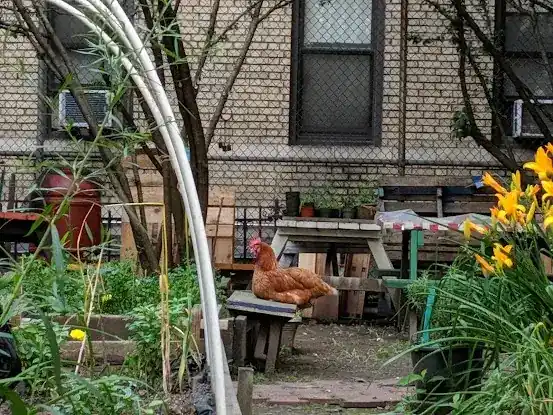 Columbia Secondary School Community Garden