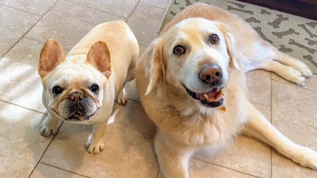 Comfort Paws Veterinary Care